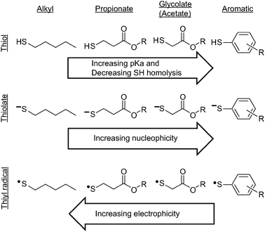 Structures of various mercaptan, mercaptanate and thiyl radical types.