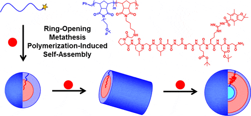 Ring-opening metathesis polymerization-induced self-assembly