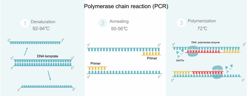 Reagents for Polymerization