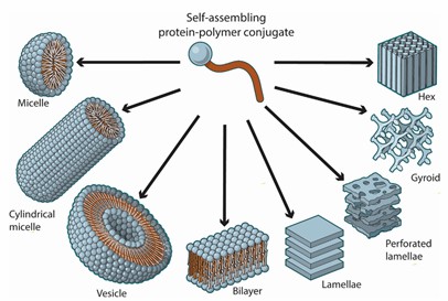 chematic representations of common self-assembled protein-polymer conjugates  architectures