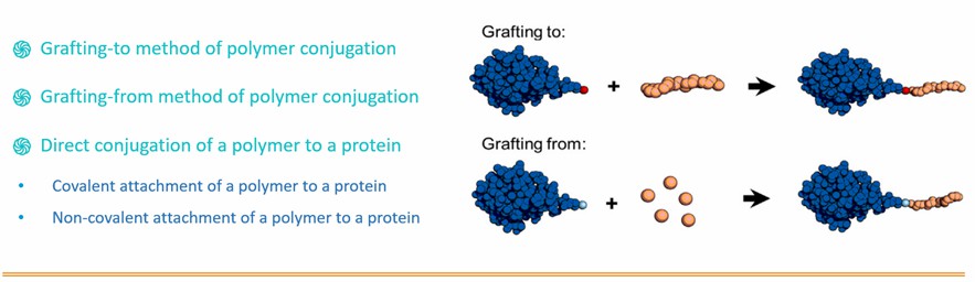 Protein-polymer Self-assembly Conjugation Technologies 2