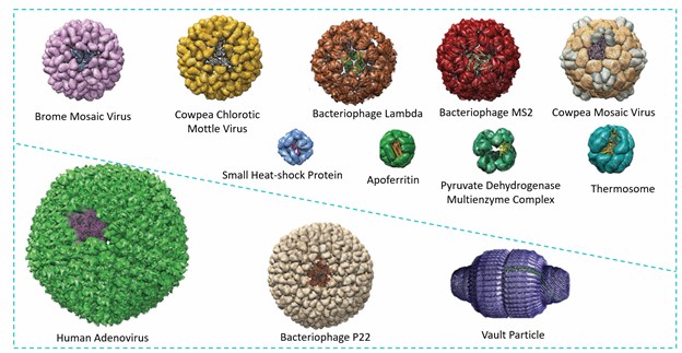 Structures of protein cages