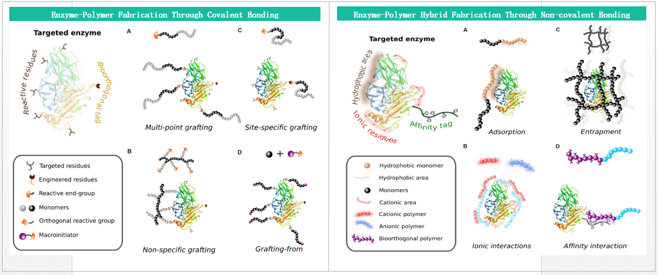 Enzymes-polymer Conjugates 2