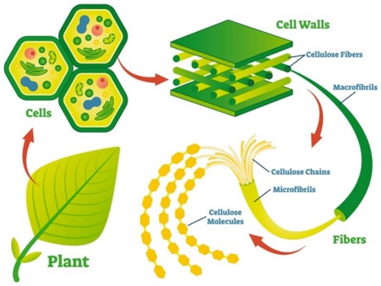 Natural Polymers & Derivatives