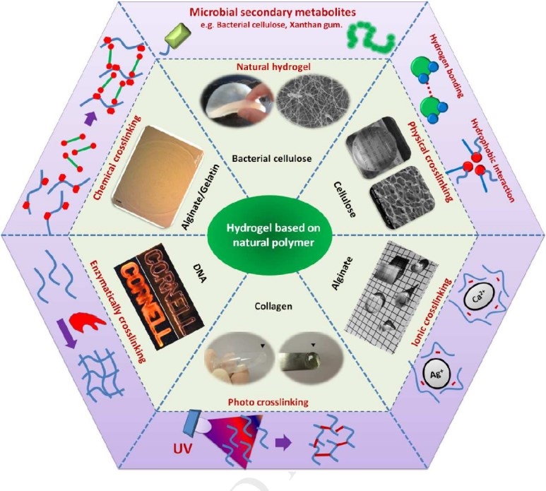 Various types of  natural polymer-based hydrogel.