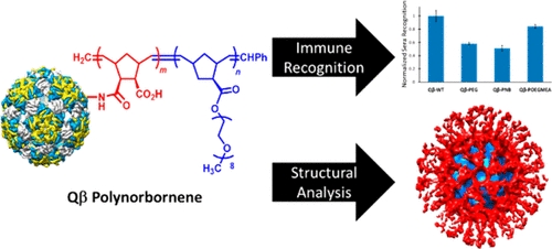 Viruses-Polymer Conjugates