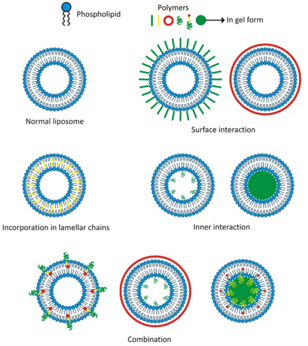 The possible interaction of liposome-polymer 