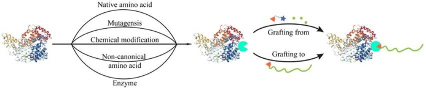 The overall scheme for polymer-protein conjugate preparation