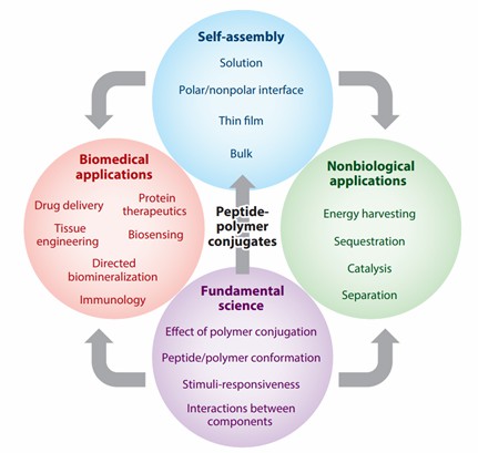 Applications of peptide-polymer conjugates