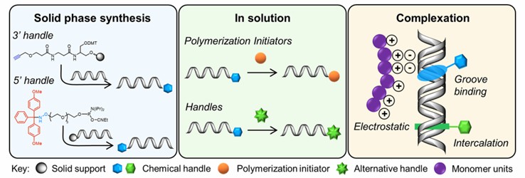 Approaches to synthesize DNA with functional handles applicable for polymer  conjugation