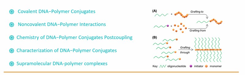 DNA-Polymer Conjugation Technologies 3