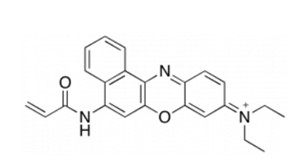 Fluorescent Acrylic Monomers