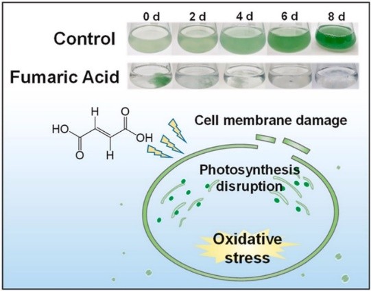 Preparation of high value-added products by trans-butene diacid