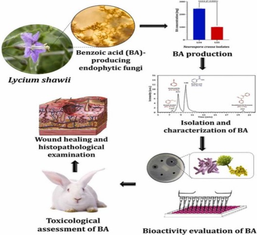 Preparation of combating drug-resistant pathogens materials