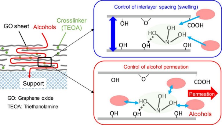 Preparation of graphene oxide with promising permeation and selective performance